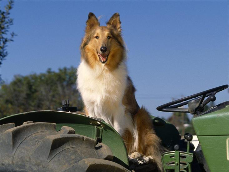 TAPETY PSY - Farm-Hand Collie.jpg