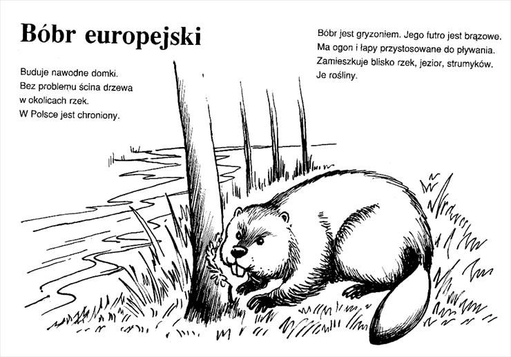 Zwierzęta Polski - Zwierzęta Polski - 04.tif
