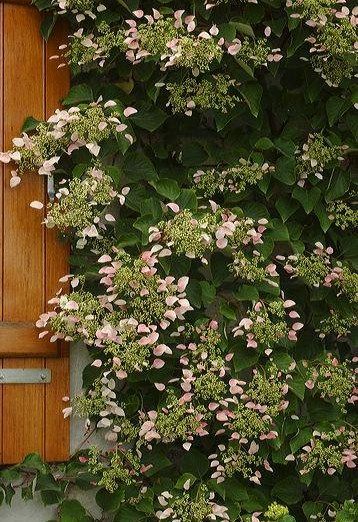 pnącza - Przywarka japońska Roseum.jpg