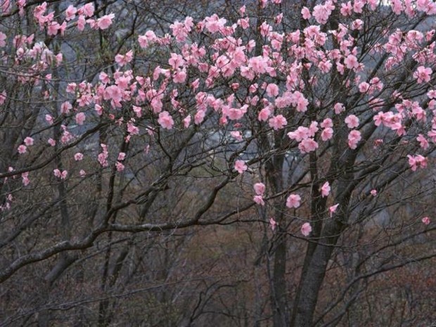 Wiosna w Japonii - wiosna_w_japonii_10.jpg