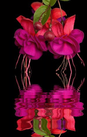 KWIATKI KWIATUSZKI - wod czerwny kwiatek.gif
