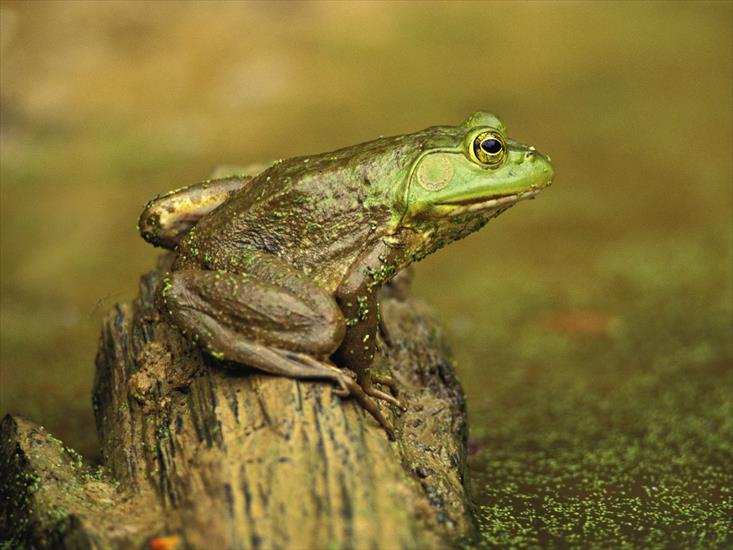 Kolorowe żaby - Frog Wallpaper 11.jpg