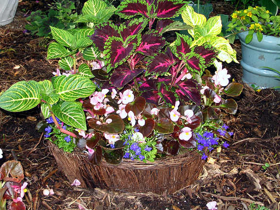Tarasy,skalniaki,krzewy - container-gardening.jpg1.jpg