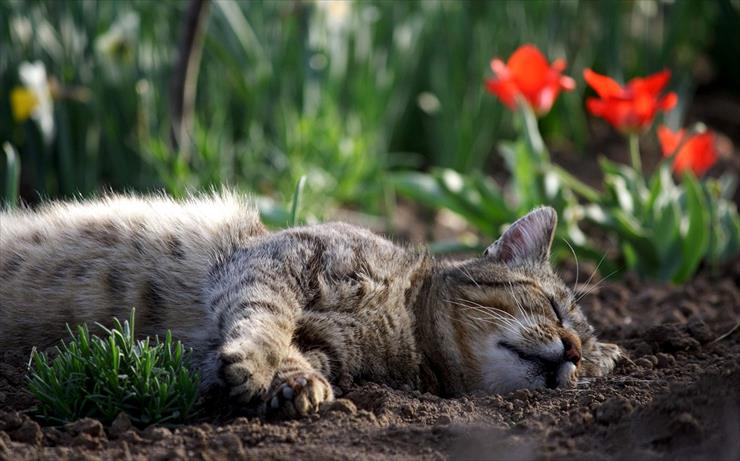 koty - zmęczony wiosną.jpg