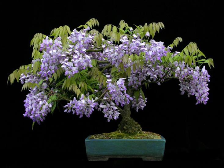 Galeria - Drzewka Bonsai - EJP01.jpg