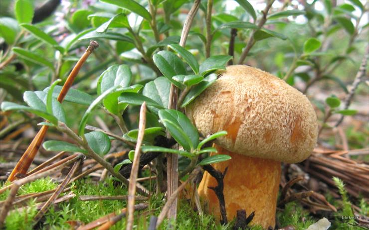 tapety -  GRZYBY - mushrooms-11.jpg