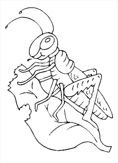 kolorowanki - grasshopper2.gif