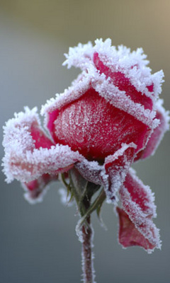 Różne - Winter_Rose.jpg
