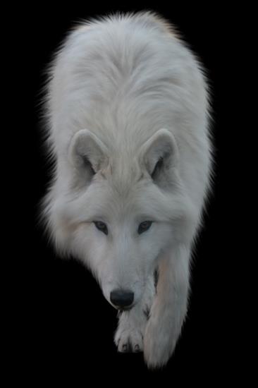 Zwierzęta - white_wolf_by_itsdura-d3f4po9.png