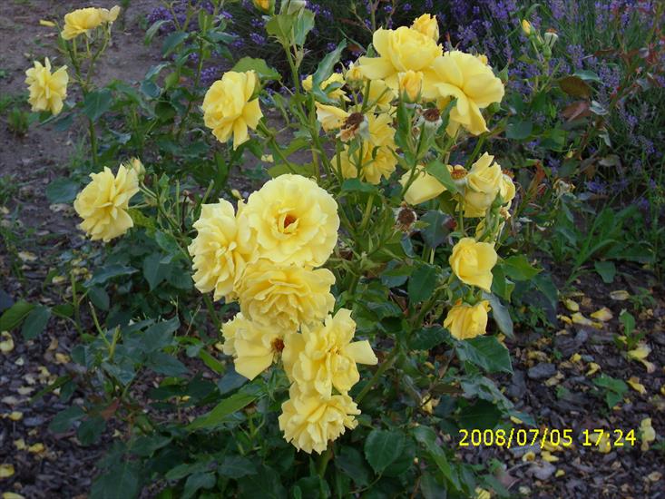 Kwiaty Kwiatuszki - IMG_1799.JPG