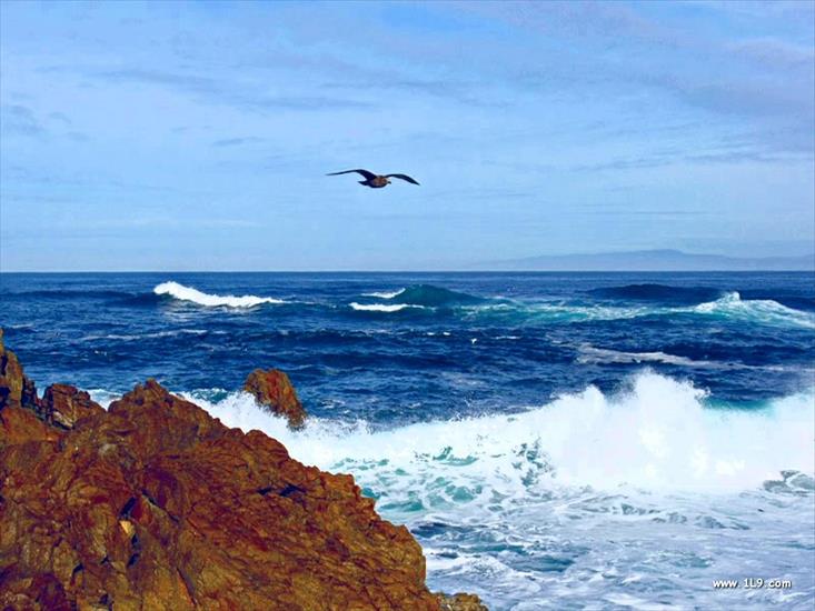 Galeria - Seagull And The Sea.jpg