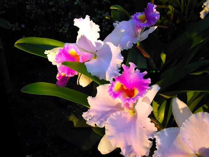 Storczyki - orchid-1024x768-0016-2495752.jpg