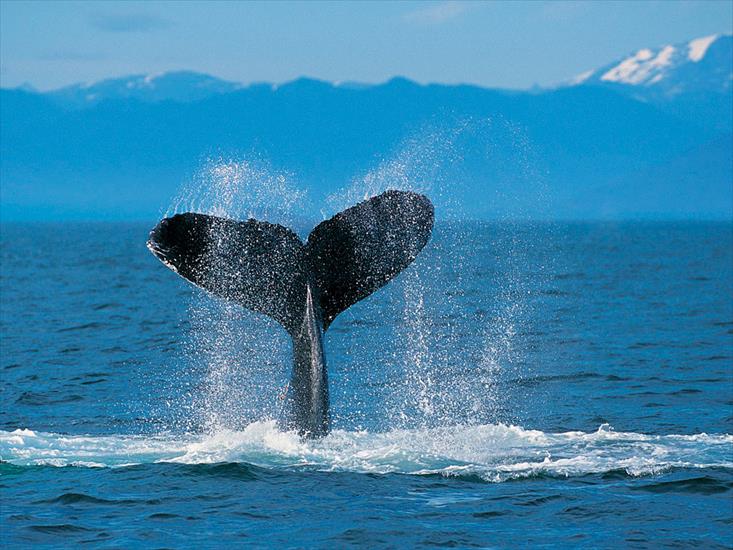 TAPETY WINDOWS - Humpback Whale.jpg