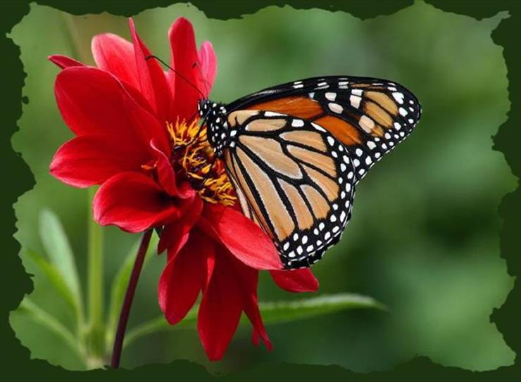 Motyle - motyl_kwiat.jpg