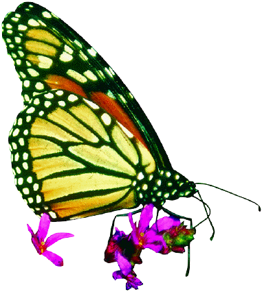Dodatki do  Photo Gollage - butterfly feeding on flower.gif