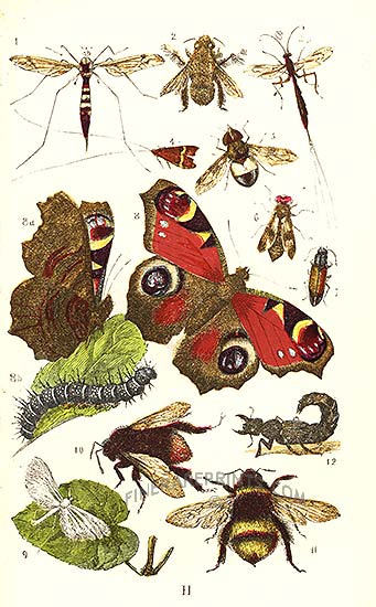 motyle - 18733.jpg