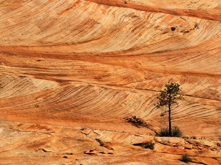 National Parks Wallpapers - Single Tree on Sandstone Formation, Zion National Park, Utah.jpg