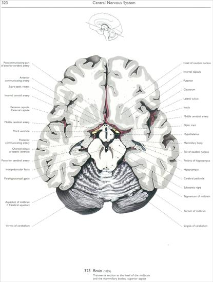 Wolf-Heidegger Color Atlas of Human Anatomy - CNS - 323 - central nervous system.jpg