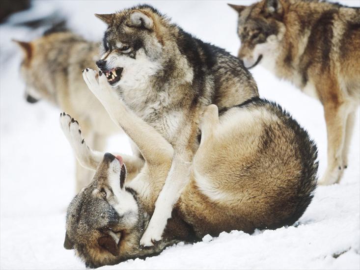 WILKI - Angry Wolves.jpg