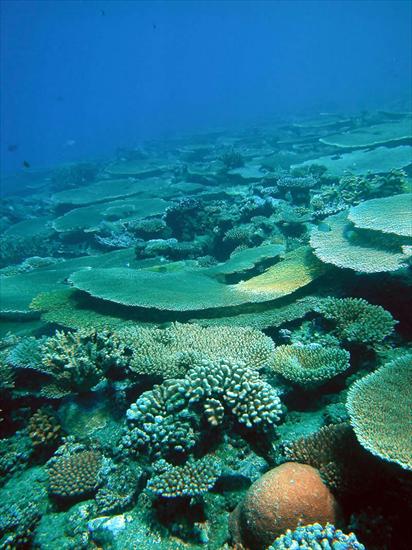 Rafa koralowa - corals_nsf_lg.jpg