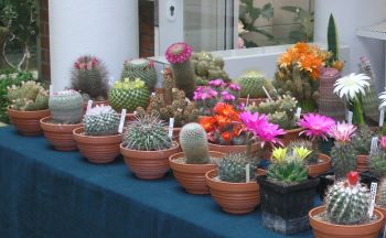 Kwitnące kaktusy - KAKTUSY_wystawa.jpg