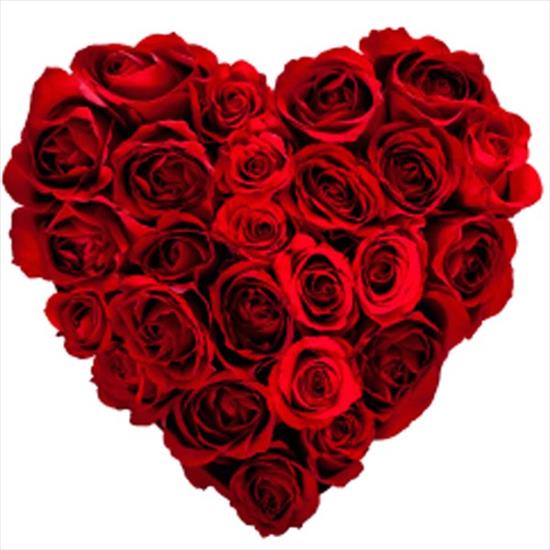 8 MARCA - Valentine-Day-Red-Rose-Flower-by-web2look-com-5.jpg