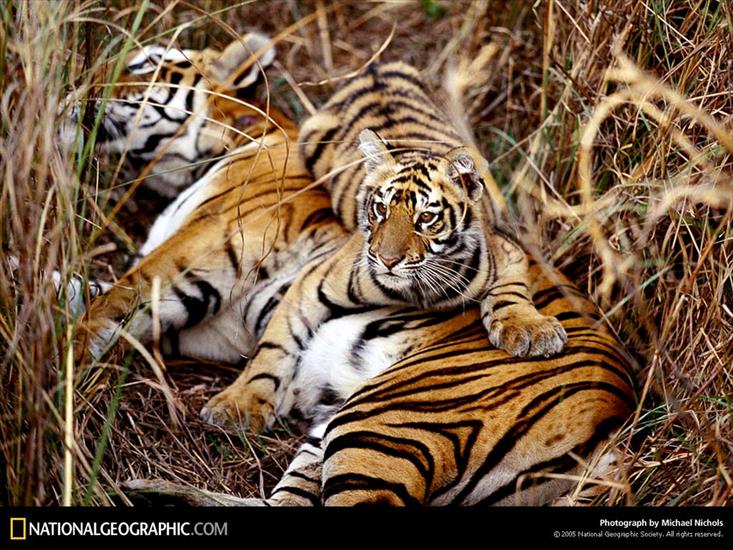 NG02 - Bengal Tigress, India, 1997.jpg