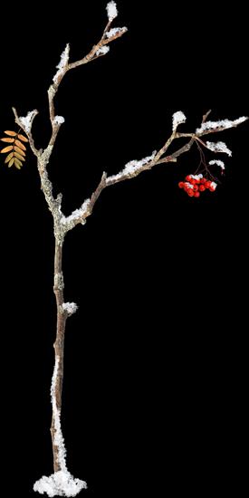 zimowe drzewka i krzewy - e-lena_Designs_element28.png