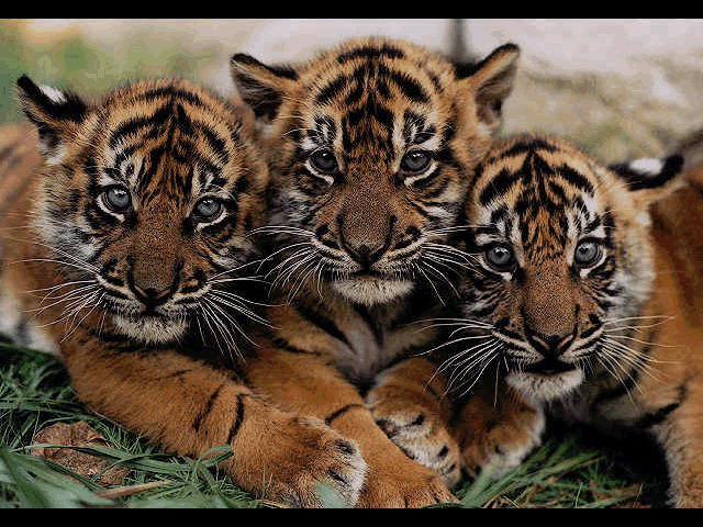 Dzikie koty - young tigers.jpg