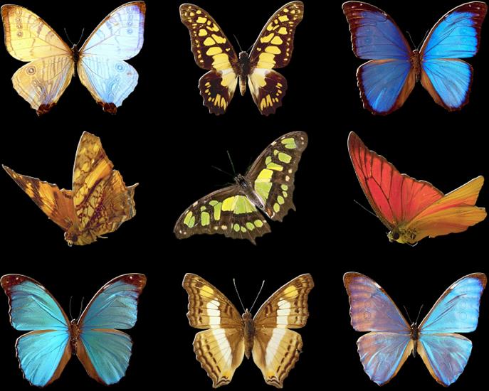 motyle - butterfly_moth4.png