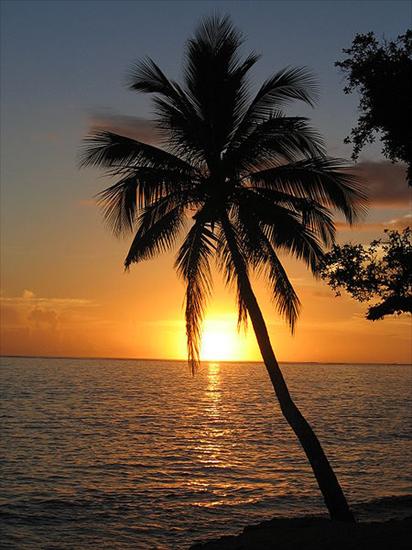 Tapety - 450px-Sunset_with_coconut_palm_tree,_Fiji.jpg