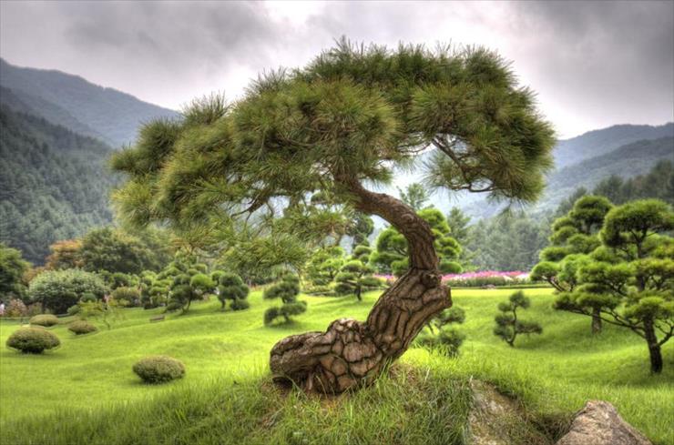 bonsai - drzewo.jpg
