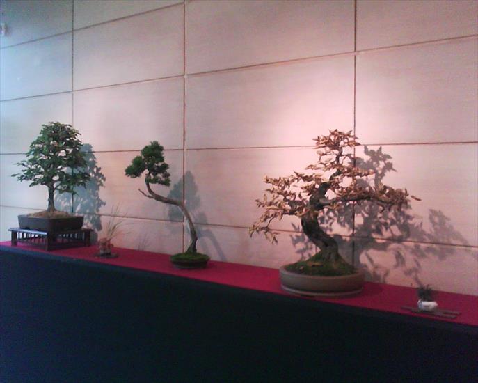 Drzewko Bonsai - Trzy bonsai.jpg