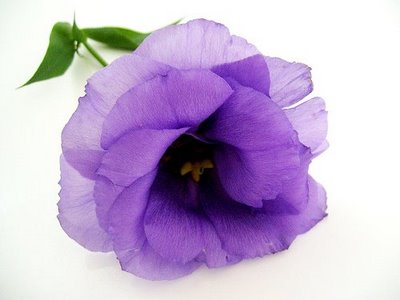 gify kwiaty - niebieskikwiat1.jpg