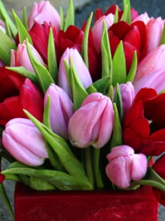 Kwiaty - Colourfull_Tulips.jpg