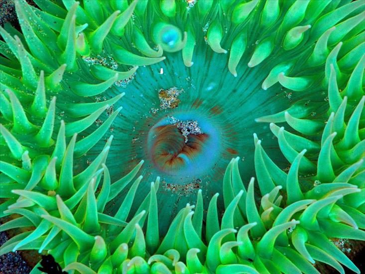 głębia oceanu - Sea Anemone.jpg