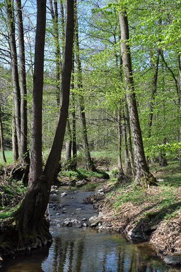 Rezerwat nad Groblą-Czechy - dsc_4548_25752645506_o1.jpg