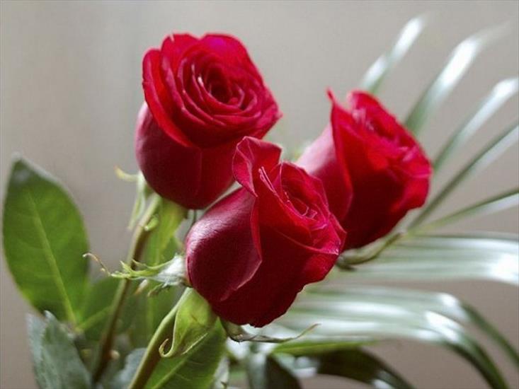 czerwone róże - mediumjw4b875547b15dd7149bf85851.jpg