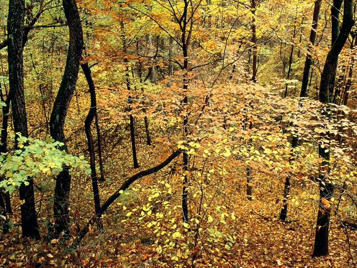 Natura v3 - Autumn Forest, Percy Warner Park, Nashville, Tennessee.jpg