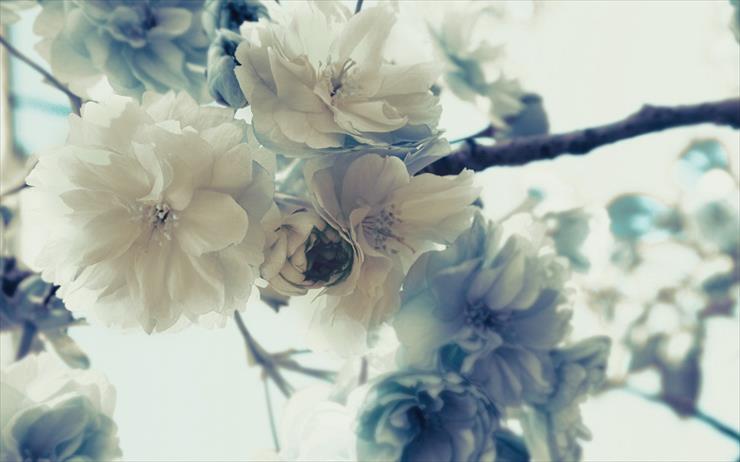 kwiaty  - Image_489.jpg