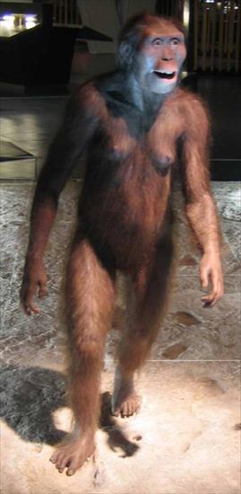 Historia człowieka - obrazy - A.afarensis Astralopithecus afrensis.jpg