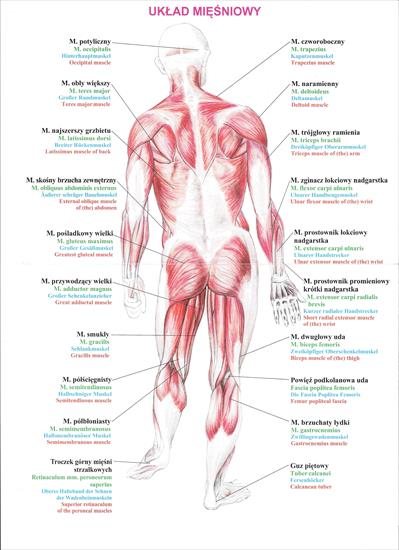 anatomia - PLAKATY Układ Mięśniowy Tył ___skan by buby77.jpg
