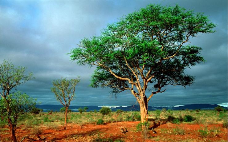  Lasy i drzewa - 00199_africanlandscape_1280x800.jpg
