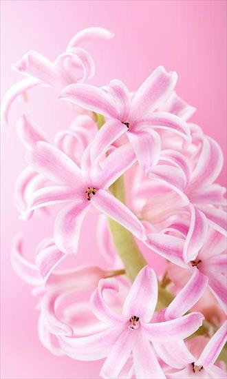 30 pięknych tapet z kwiatami na smartfona - kolekcja - Beautiful Flowers Wallpapers For Android Mobiles 6.jpg