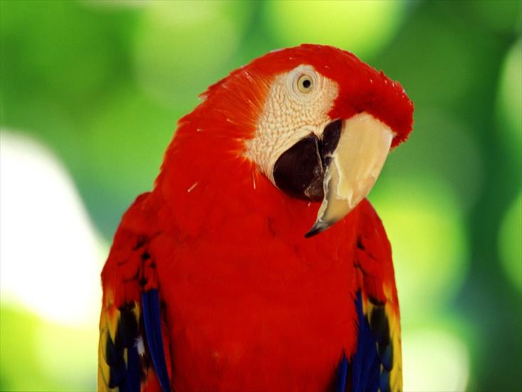 Ptaki - Scarlet Macaw.jpg