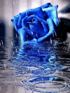 KWIATKI KWIATUSZKI - róża w deszczu.gif