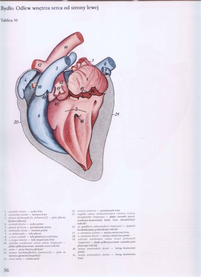 atlas anatomii-tułów - 032.jpg