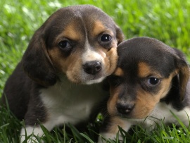 ZWIERZAKI - cute_beagles-t2.jpg