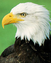 Różne - Eagle.jpg