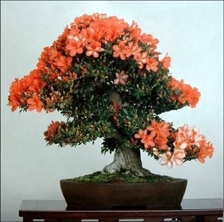   bonsai - najpiękniejsze drzewka - Obraz19.jpg